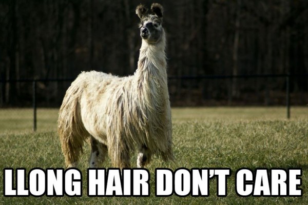 long hair llama