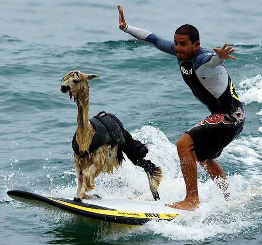 surfing llama